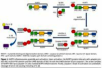 The role of inflammasomes in cutaneous pathology